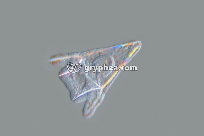 Oursin - Larve Pluteus d'Oursin jeune x60 - gryphea.org